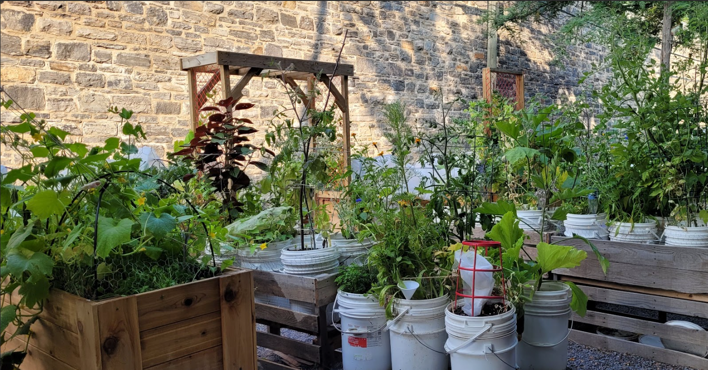 A small urban garden with various plants growing in white buckets and a wooden planter, set against a stone wall, showcases the community spirit often found in Co-operative Housing.